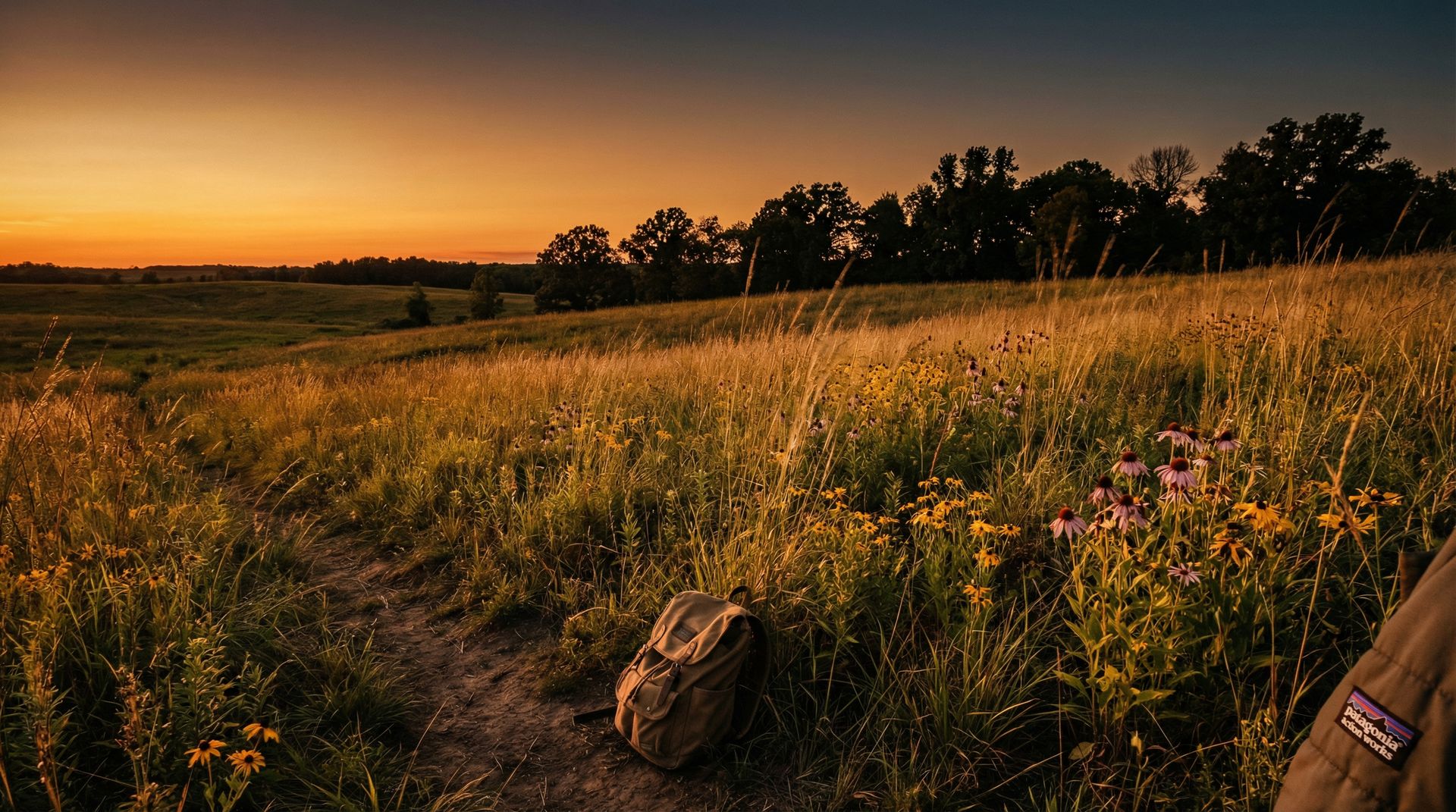 Native Minnesota prairie with wildflowers and grasses at golden hour